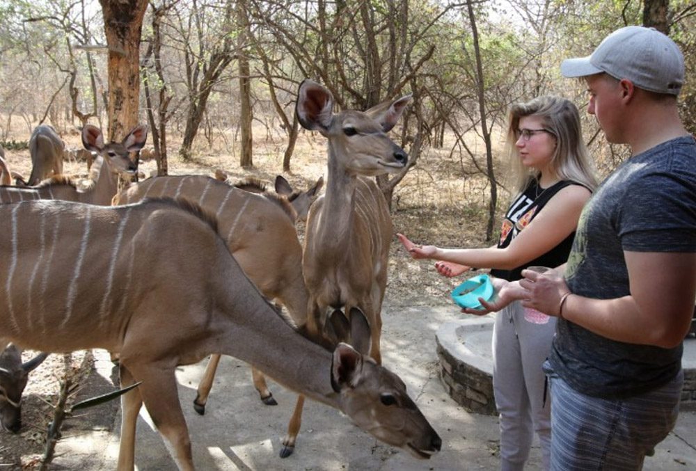 Kruger Owl House Marloth Park