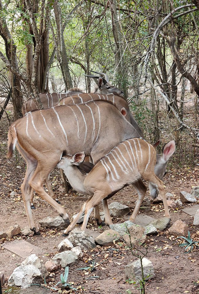 Kruger Owl House Marloth Park