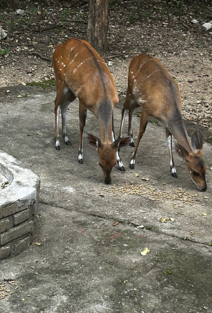 Kruger Owl House Marloth Park